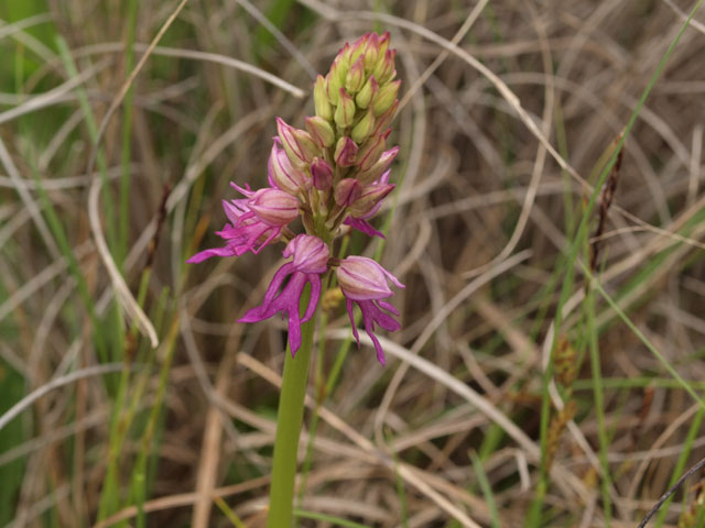 ibrido di orchis italica con orchis anthropophora